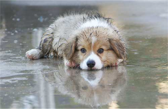 dog in rain